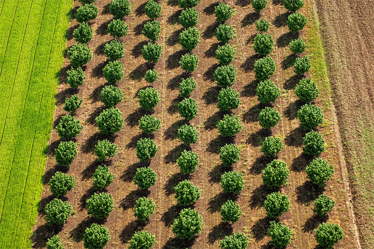Noccioleto in primavera