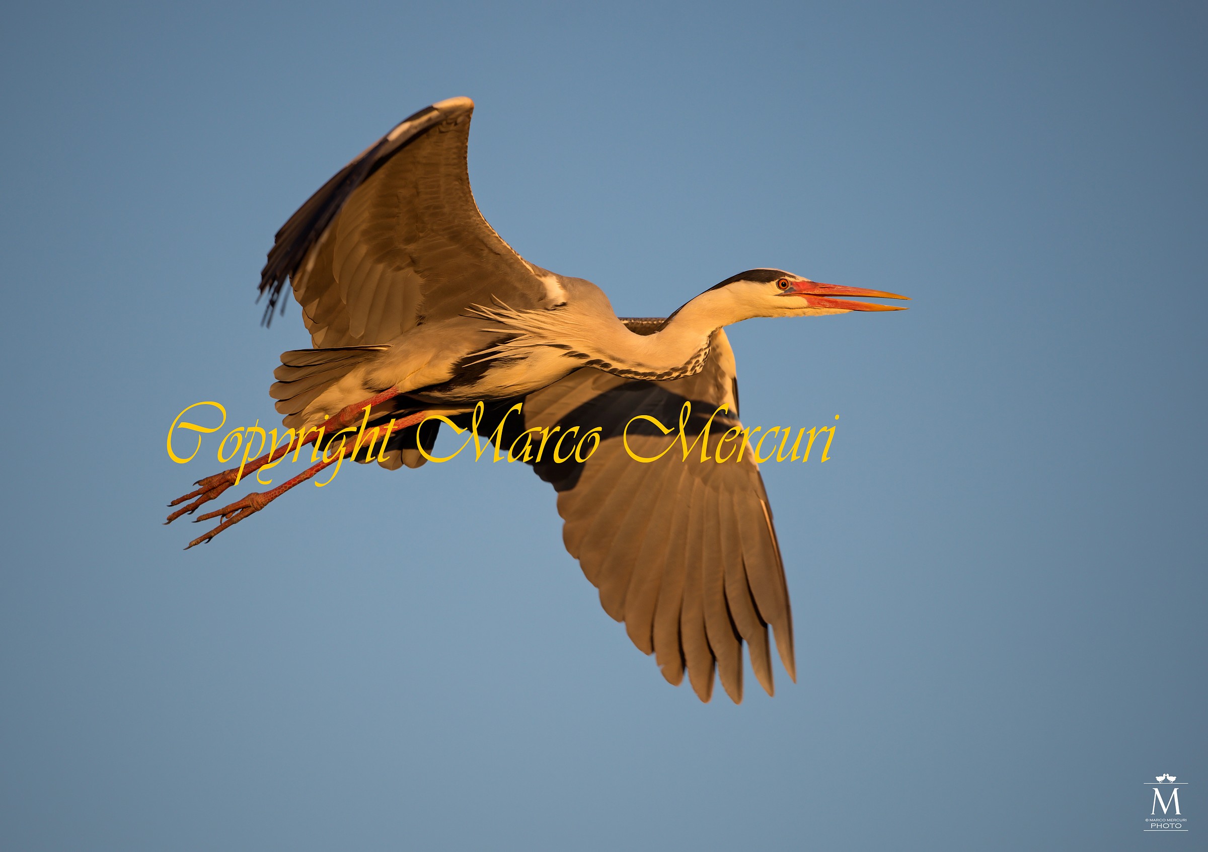 Airone Cenerino in Volo al Tramonto