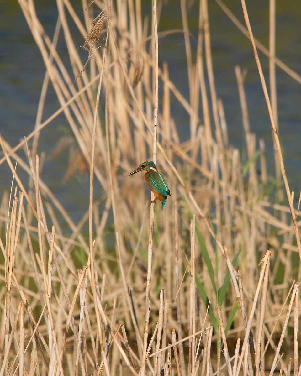 kingfisher