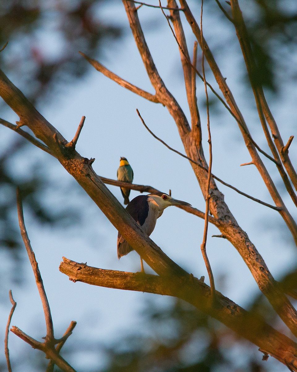 Night Heron adult