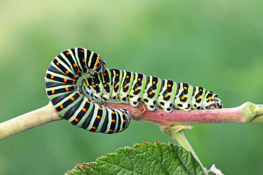 Papilo machaon