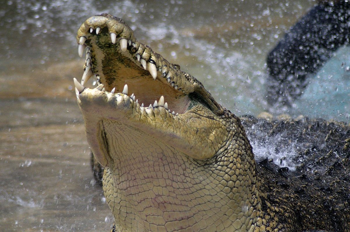 Coccodrillo agitato