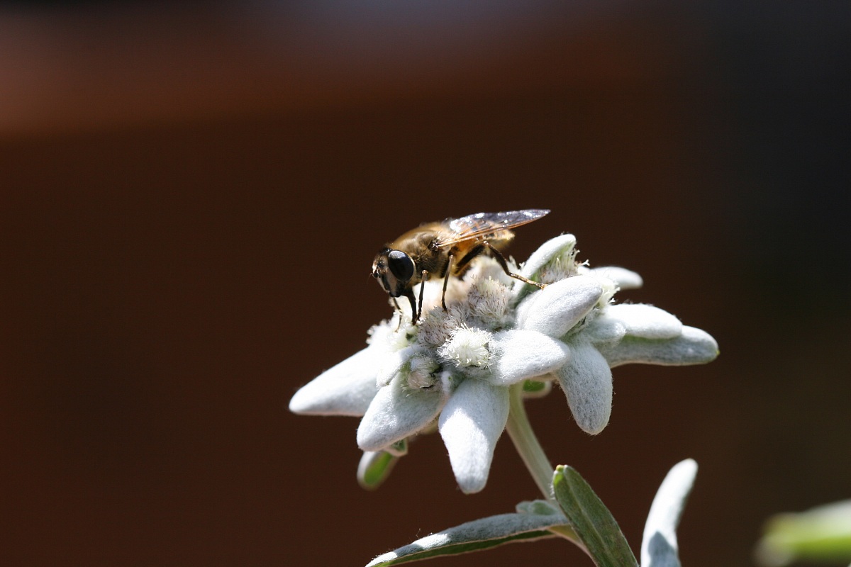 Bee on Stelutis Alpinis