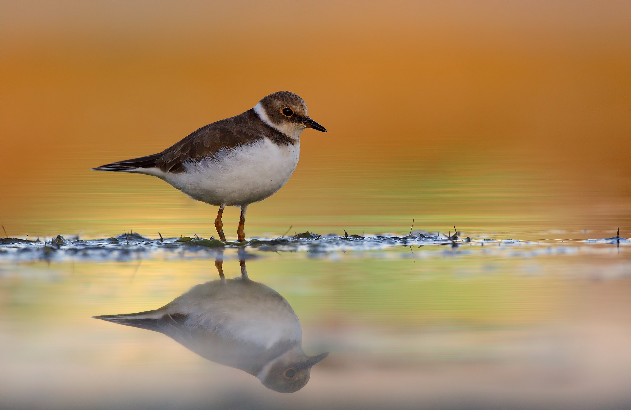 Little Ringed Plover