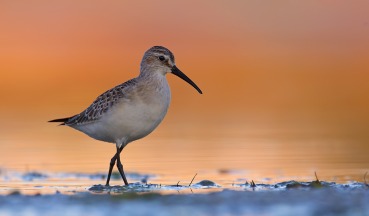 Calidris ferruginea