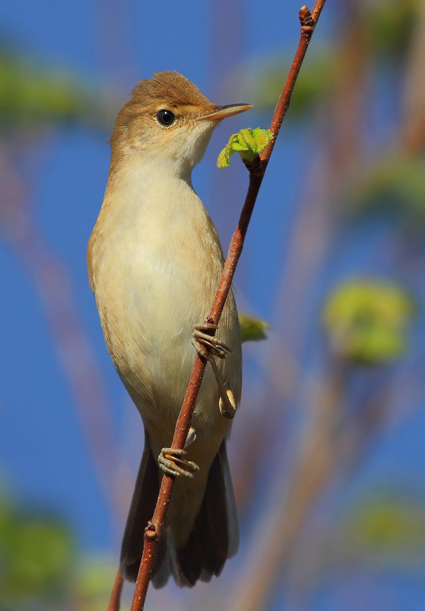 reed warbler