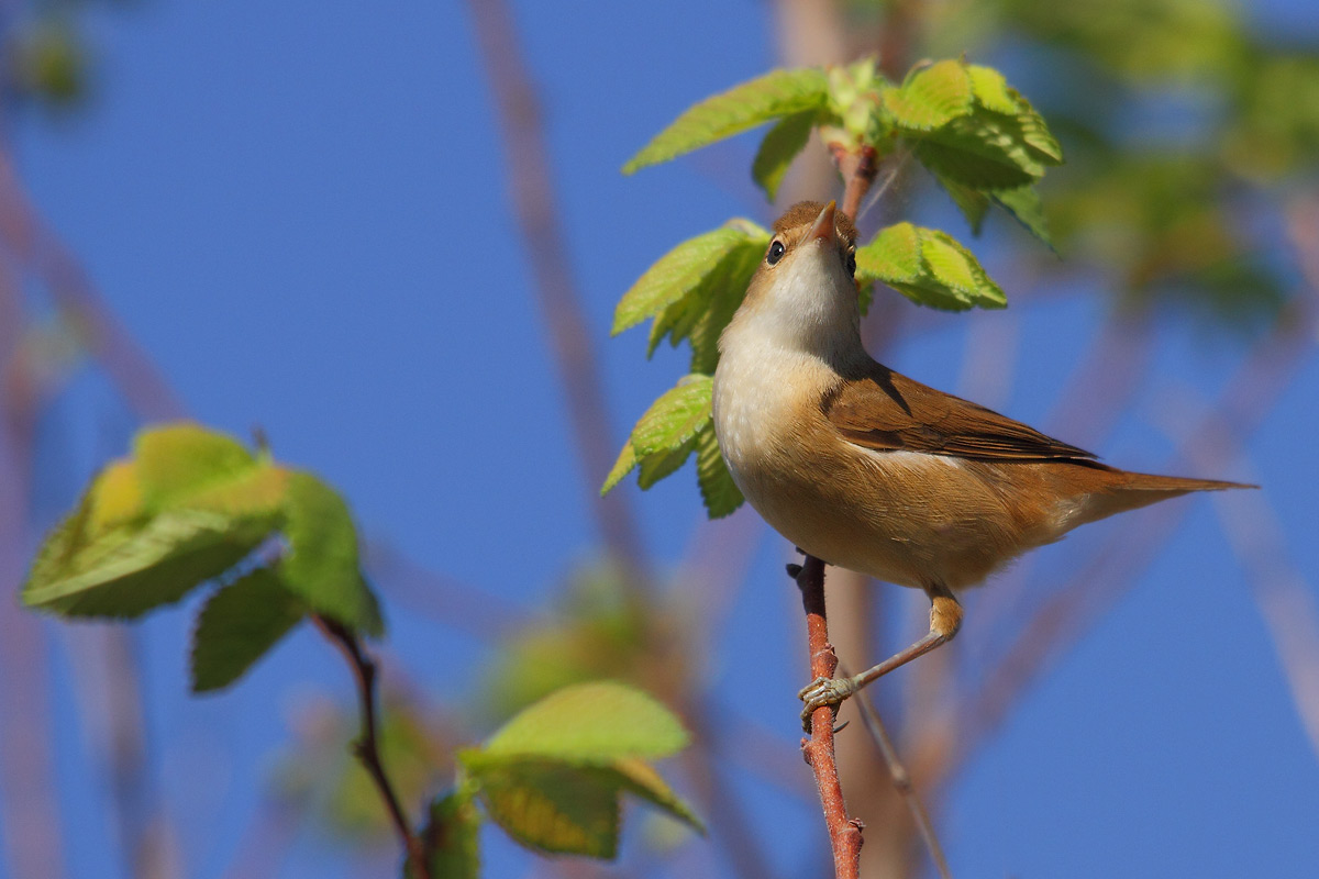 reed warbler