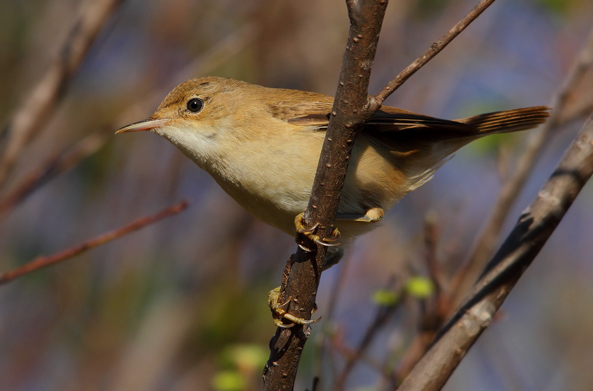 reed warbler