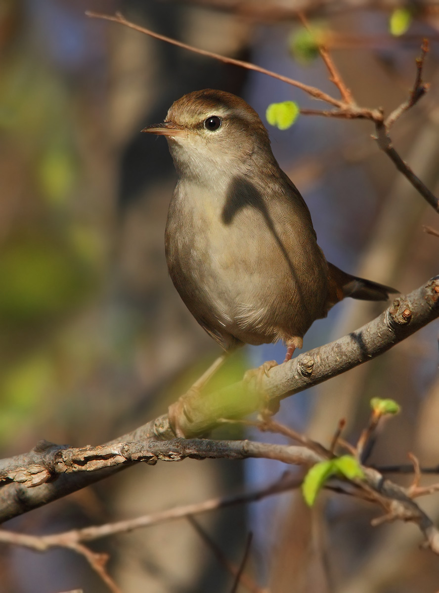 Cetti's Warbler
