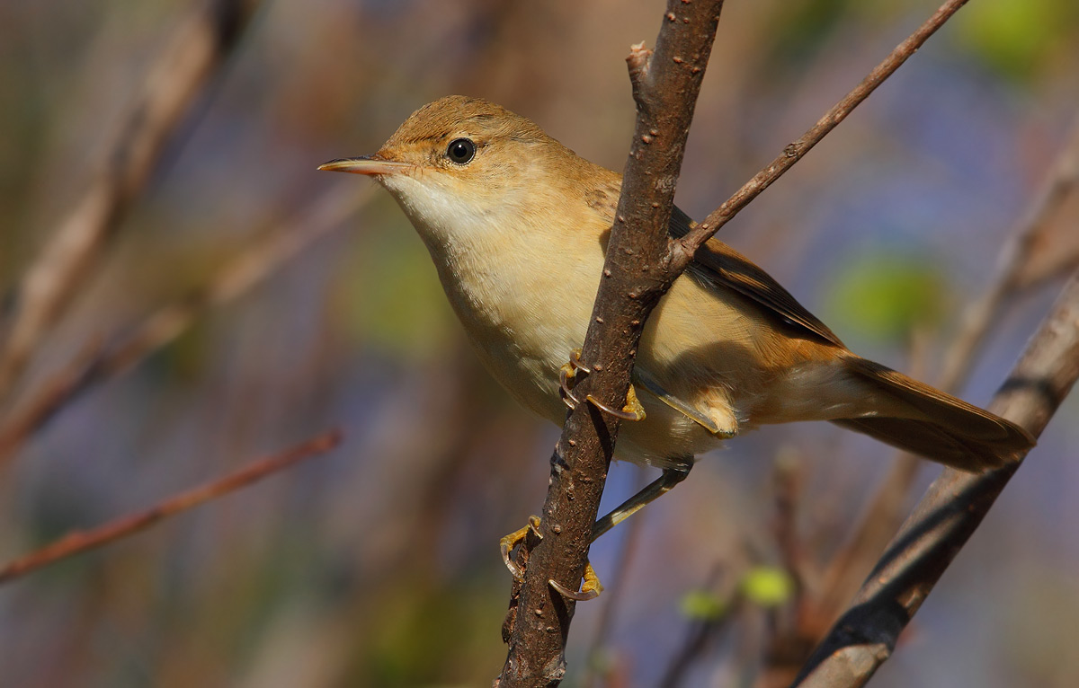 reed warbler