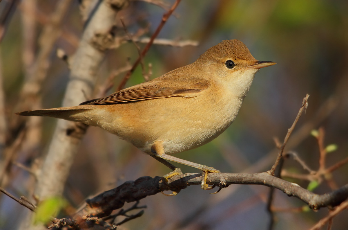 reed warbler