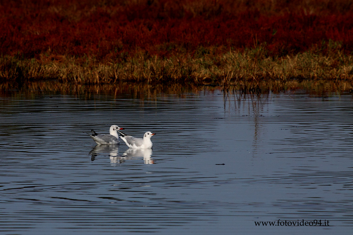Oasis of Scarborough