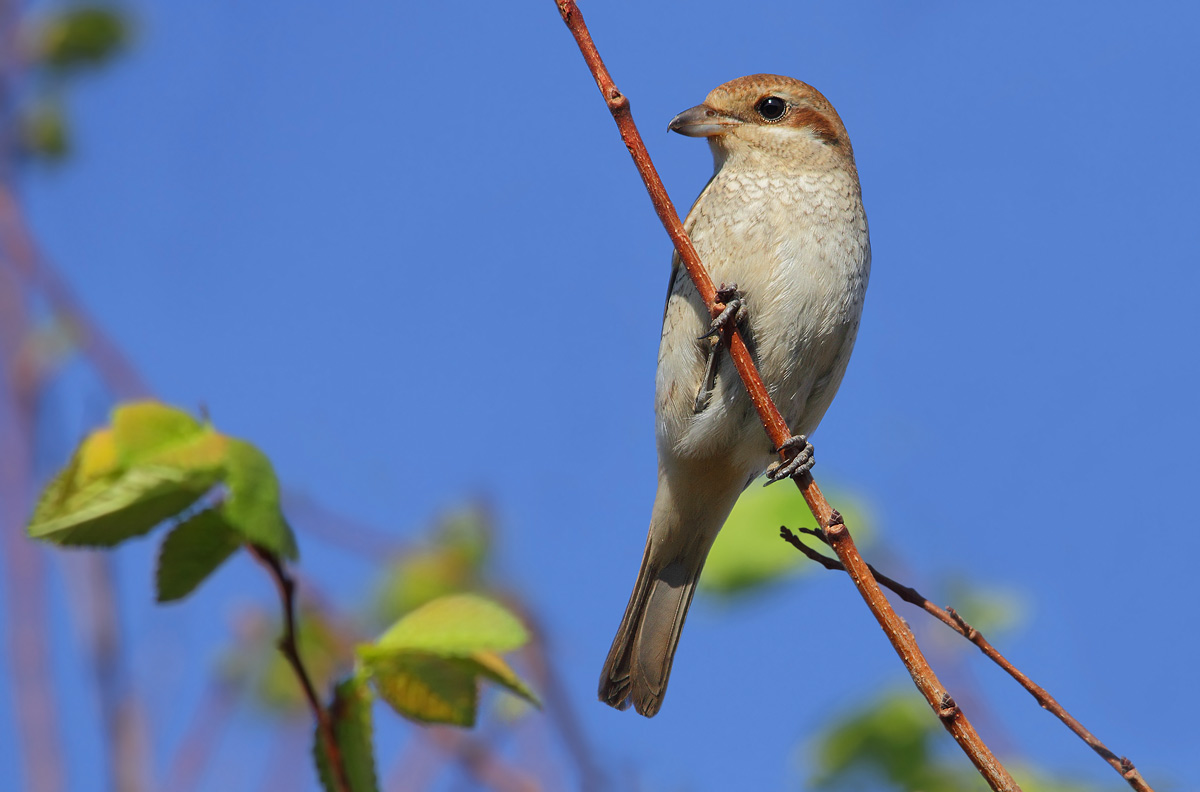 shrike yuv