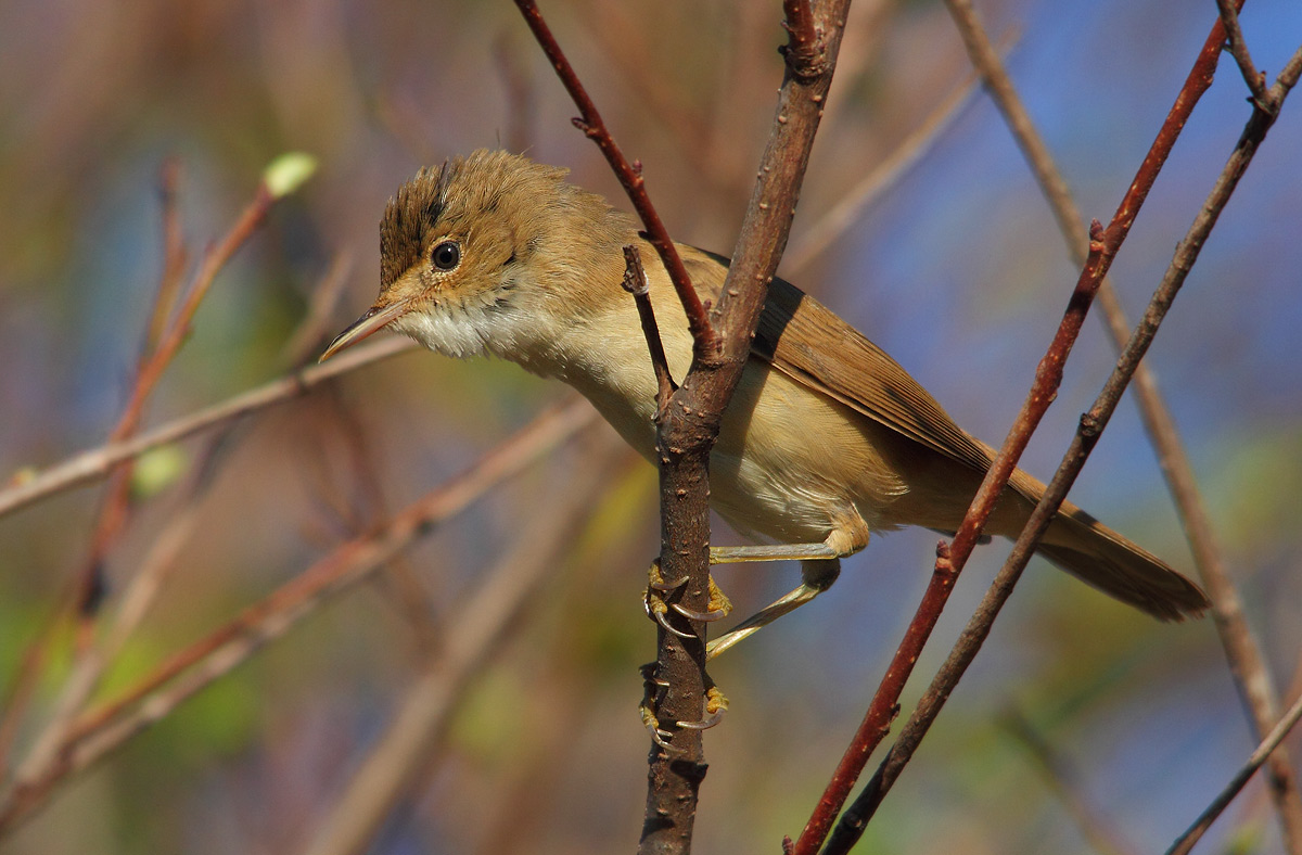 reed warbler