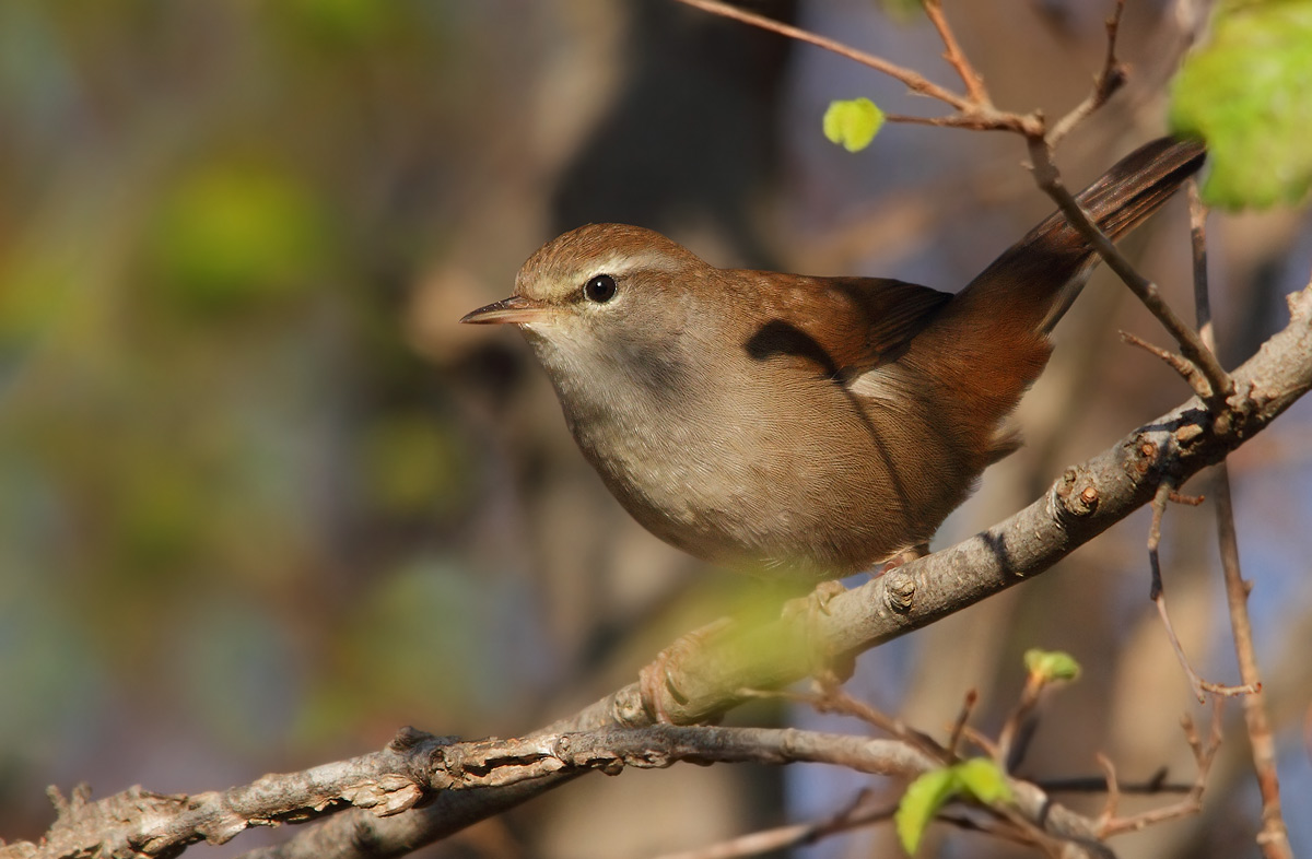 Cetti's Warbler