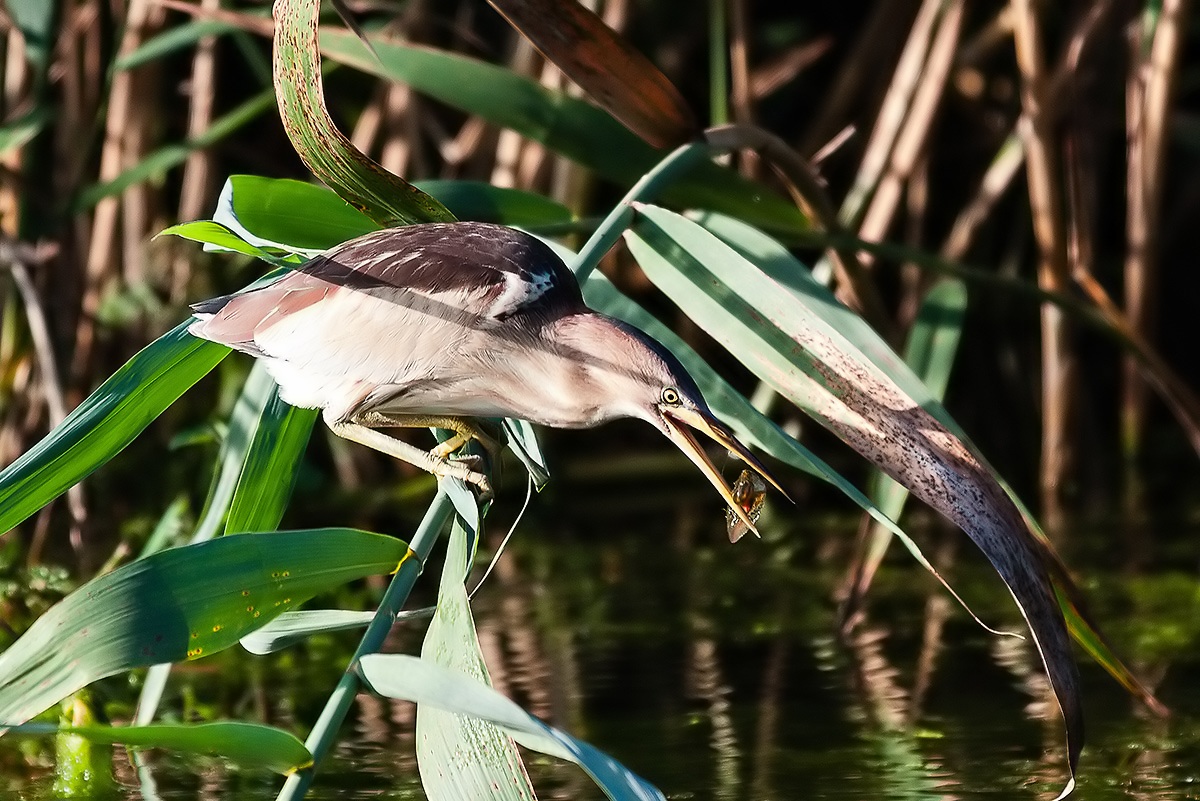 Bittern