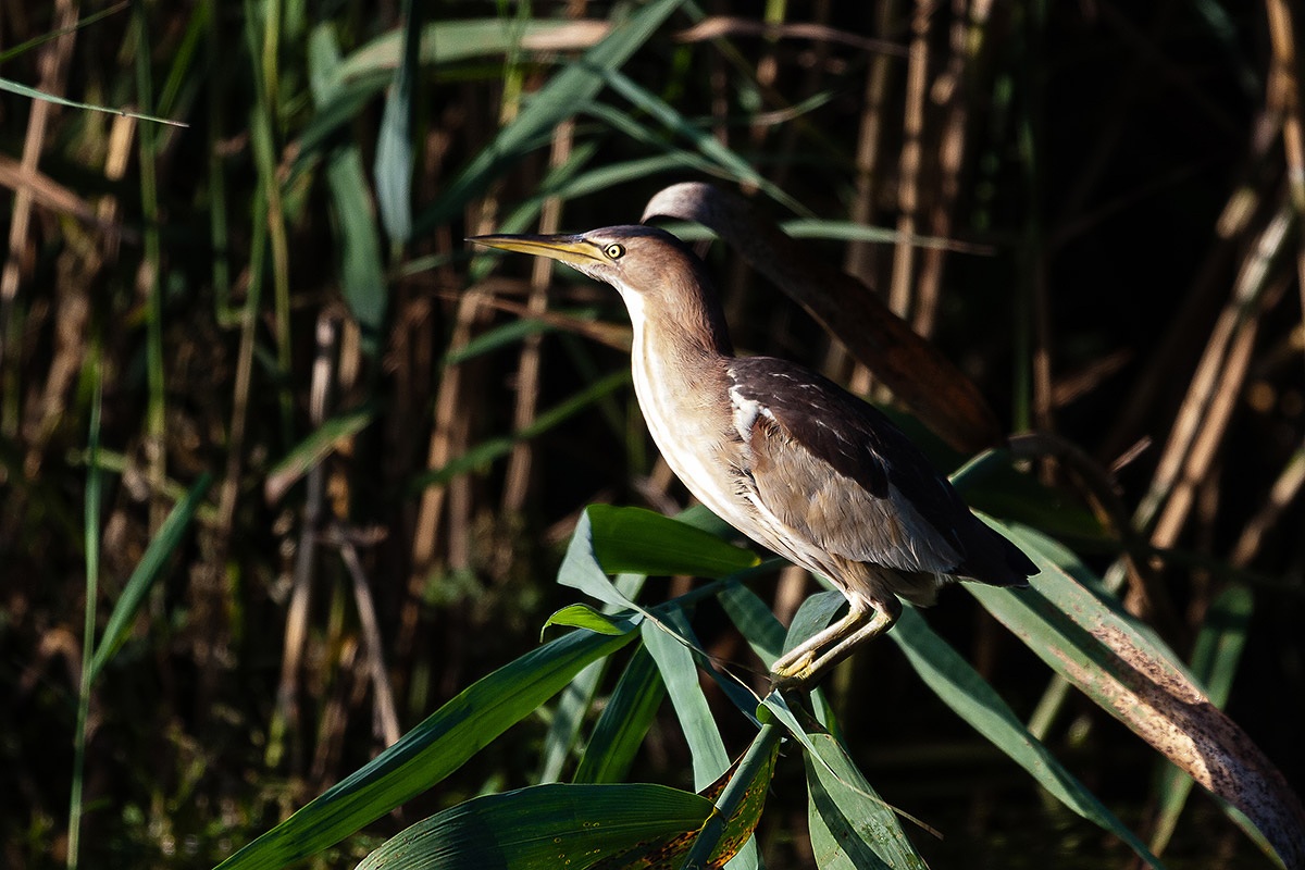 Bittern