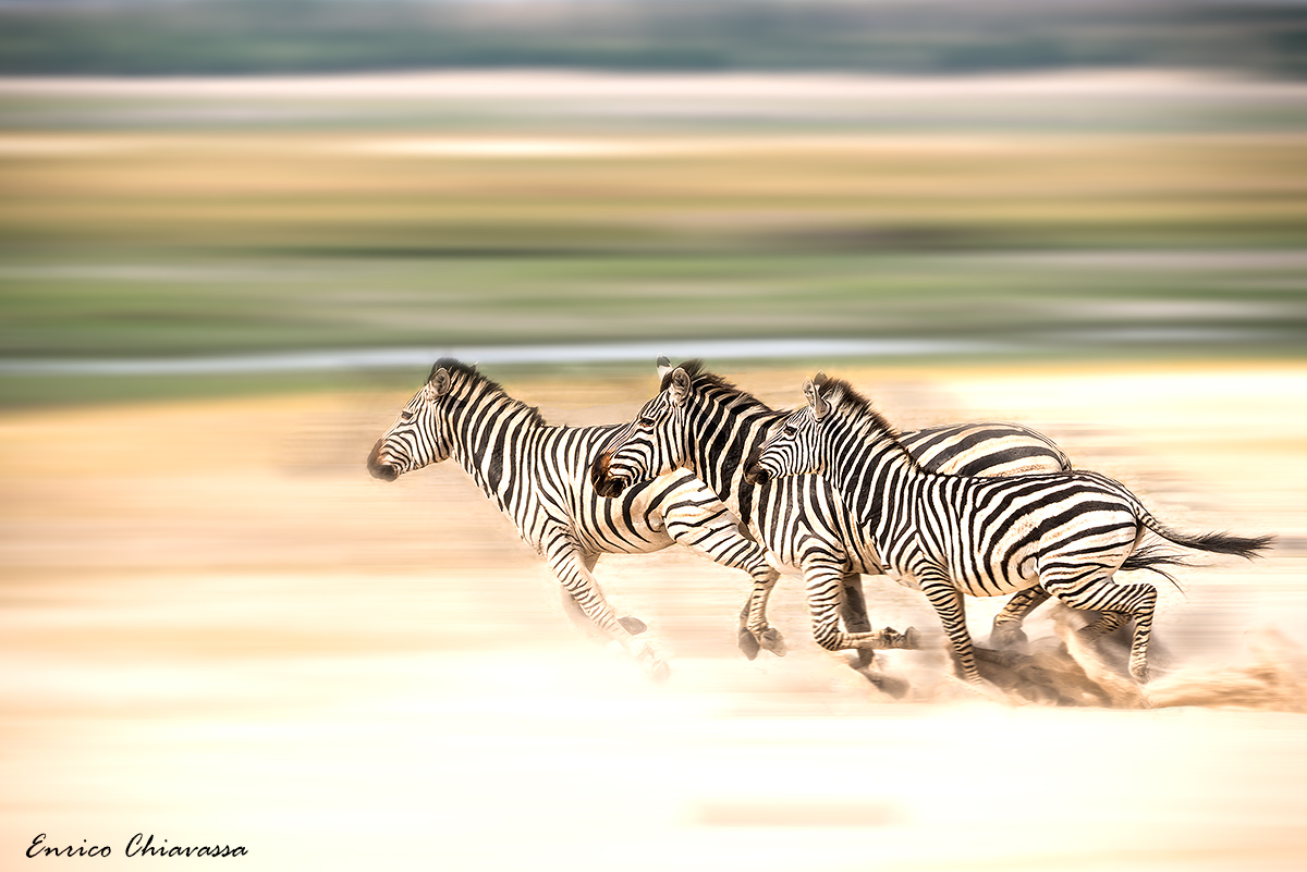 Chobe: zebre in fuga