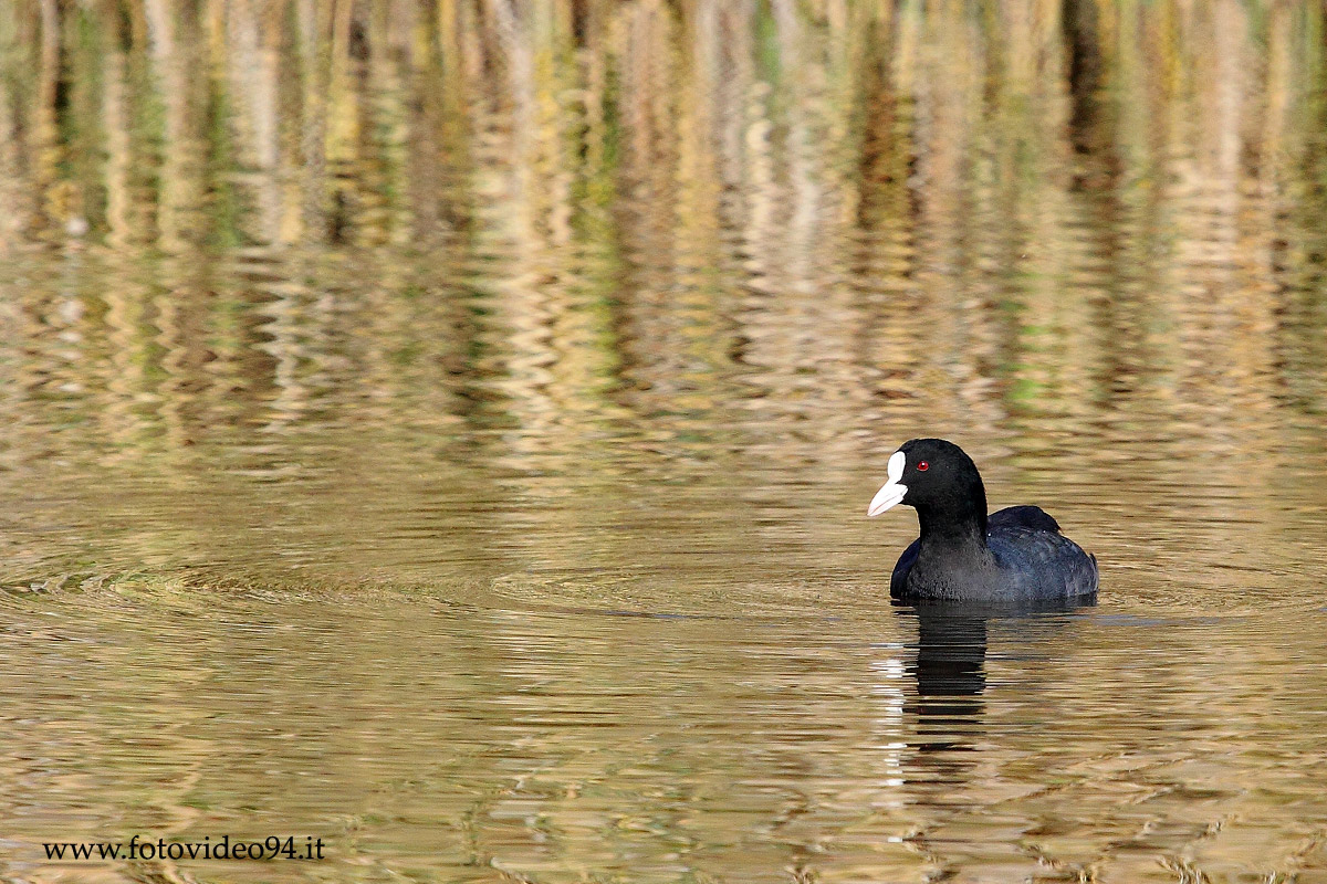 Oasis of Scarborough