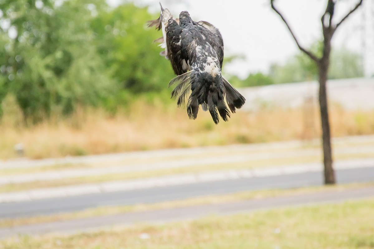 Da li ?e pasti... - Do you fall ...