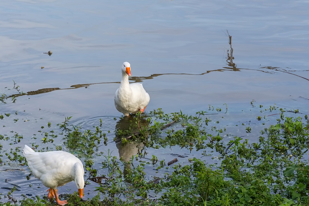 Dostojanstveno... - dignified