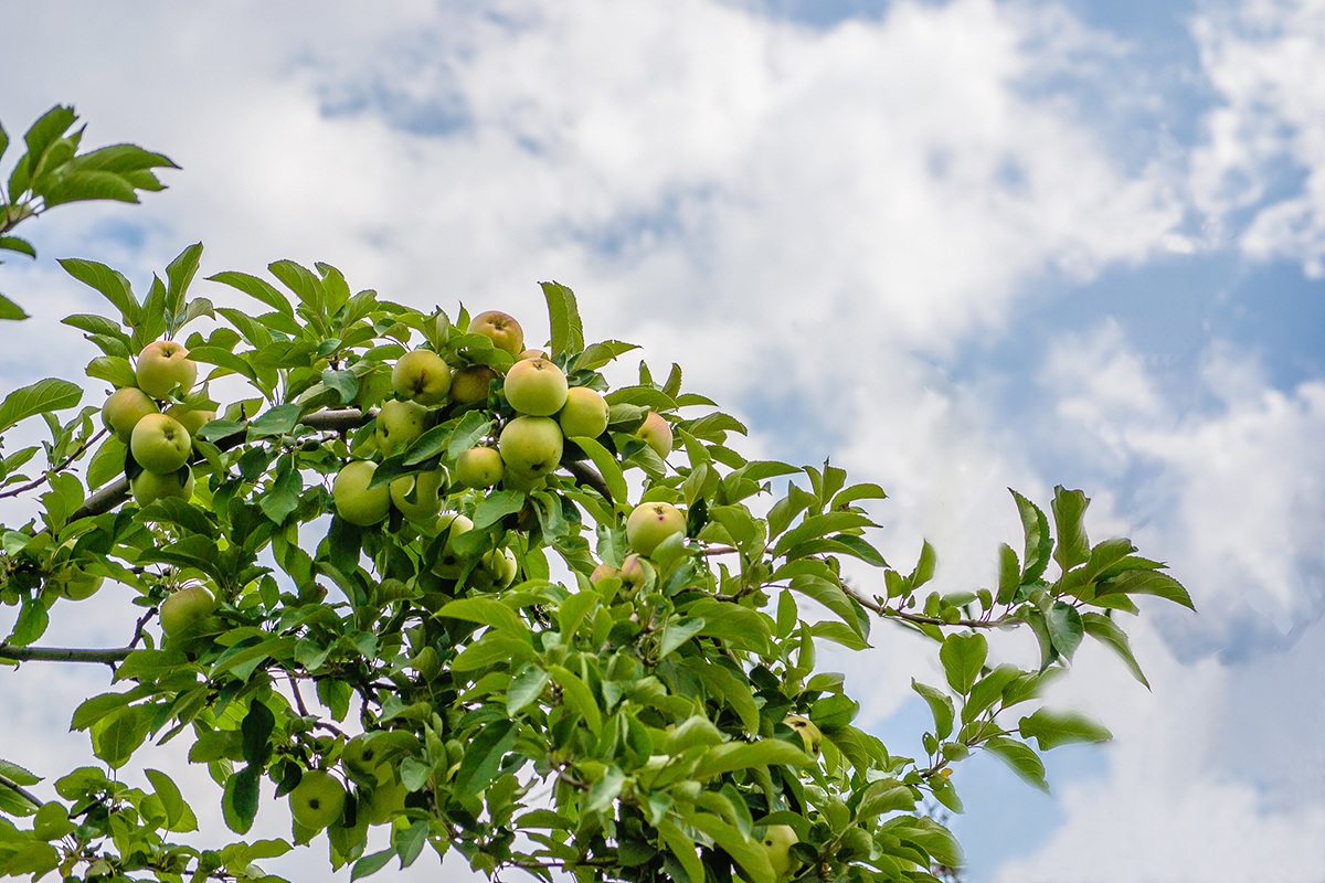 Jabuka na obali reke Sava - Apple on the bank of the ri
