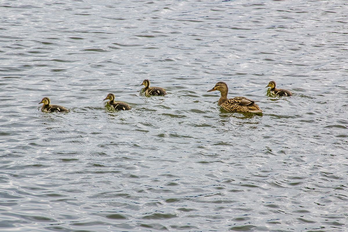Mama povela decu u ?oping - Mom took the kids shopping