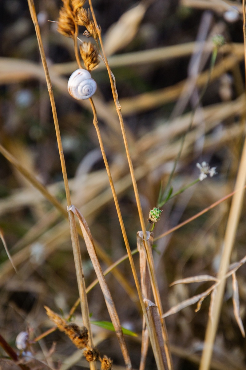 Pu? na obali reke Sava - Snail on the bank of the river