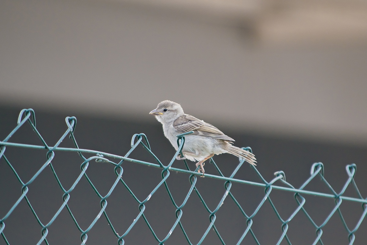 Pla?ljivko - Cowardly