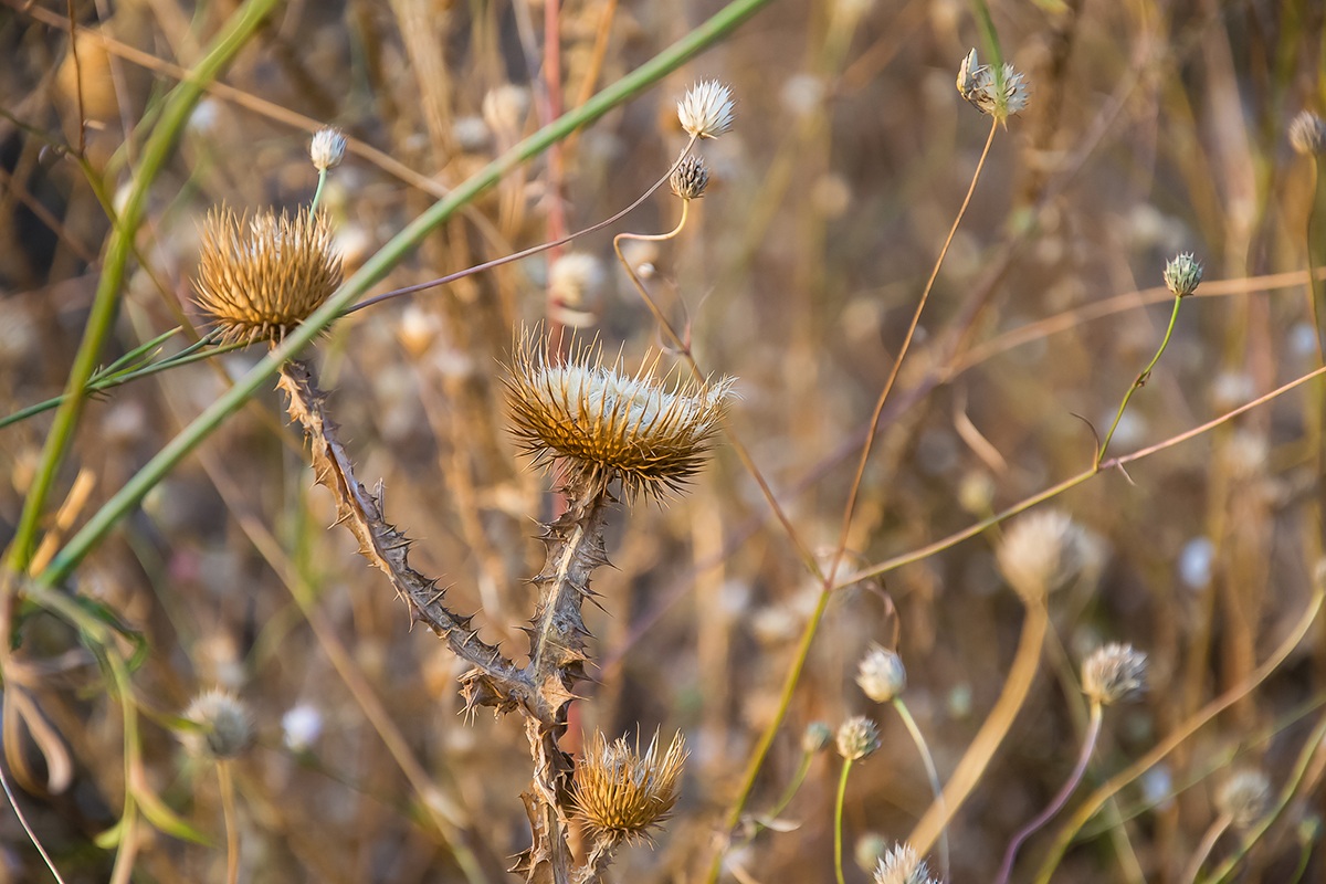 Boca na obali Save - Boca on the Sava