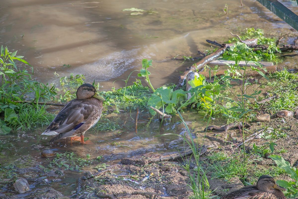 Meditacija... - Meditate
