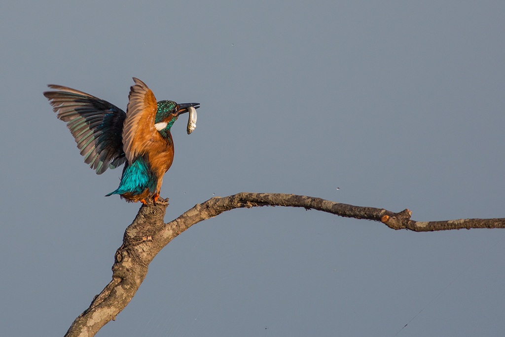 Martinpescatore con preda