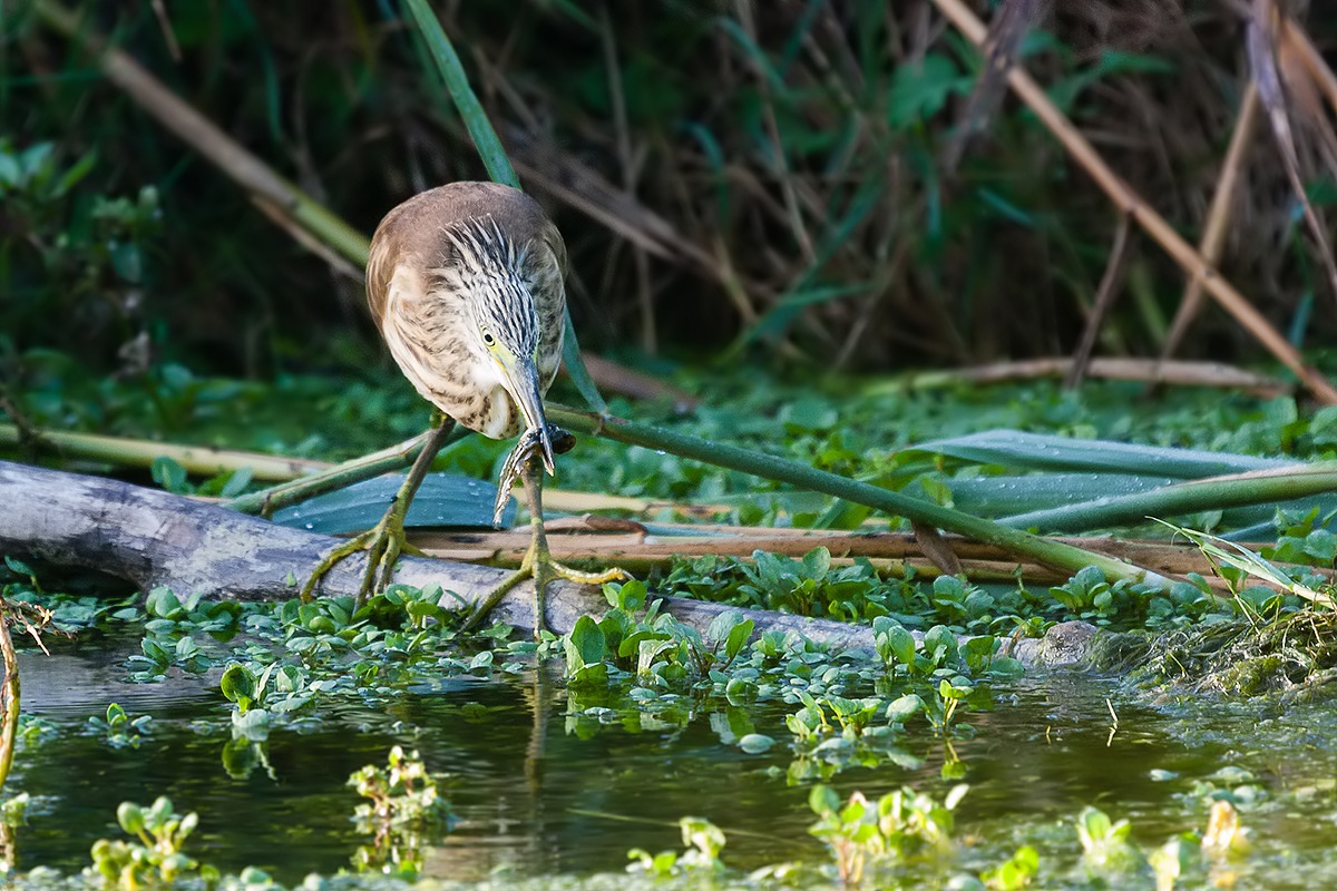 Sgarza young with prey