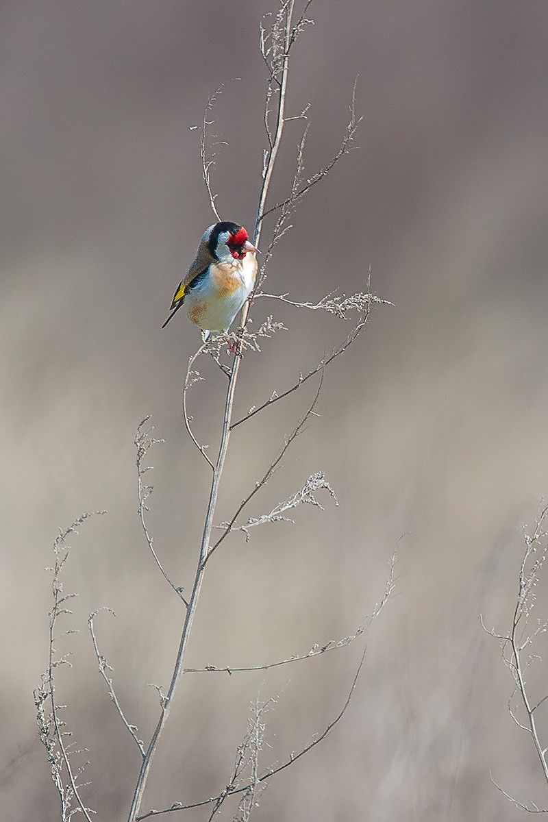 Goldfinch