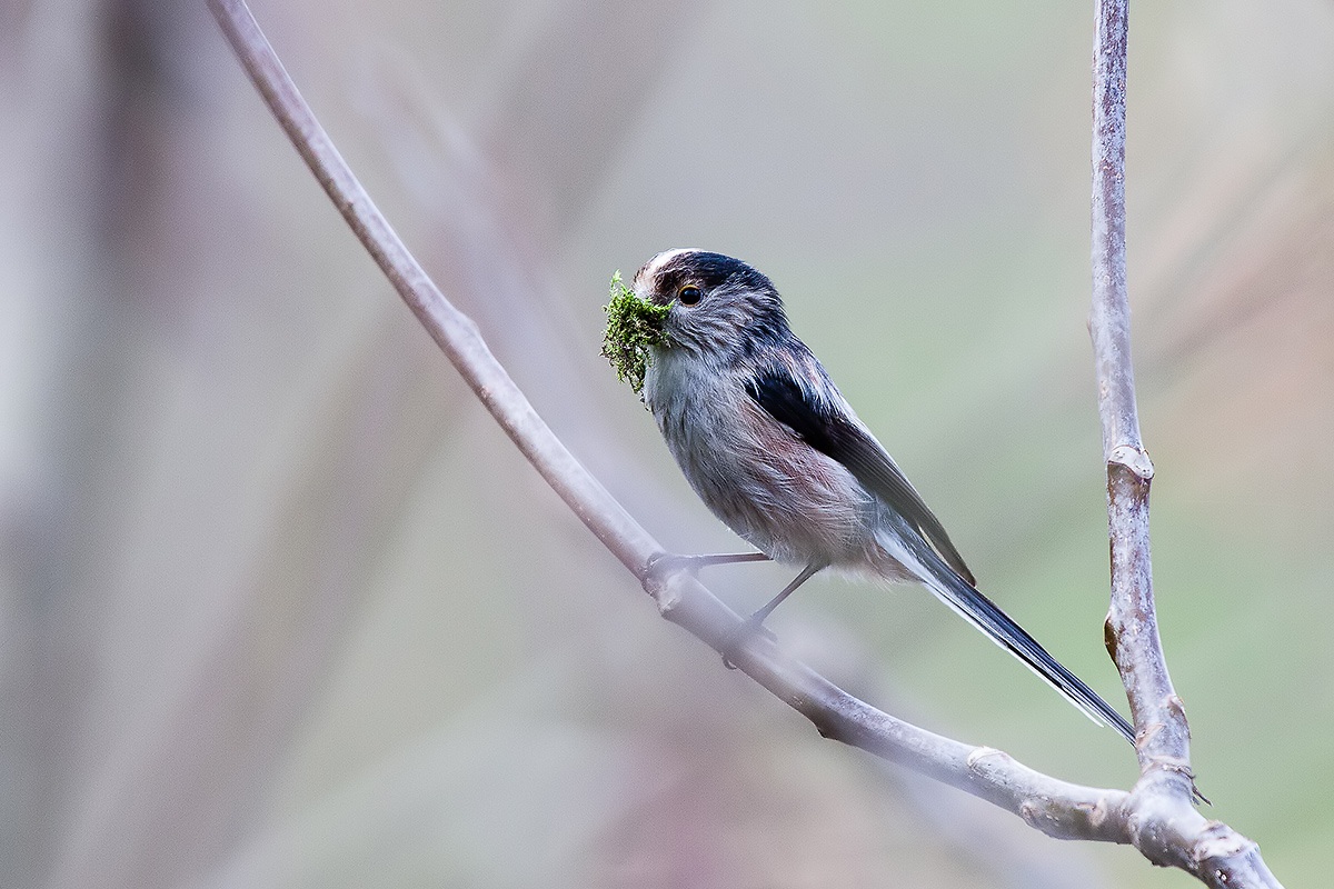 Long-tailed Tit