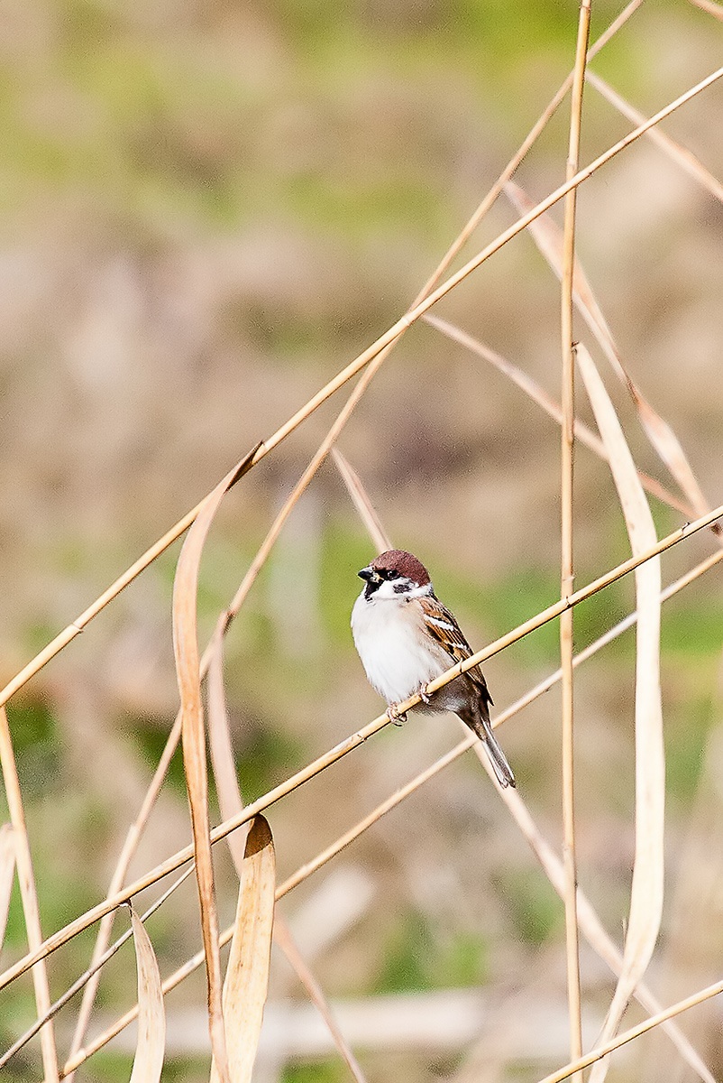 Tree Sparrow