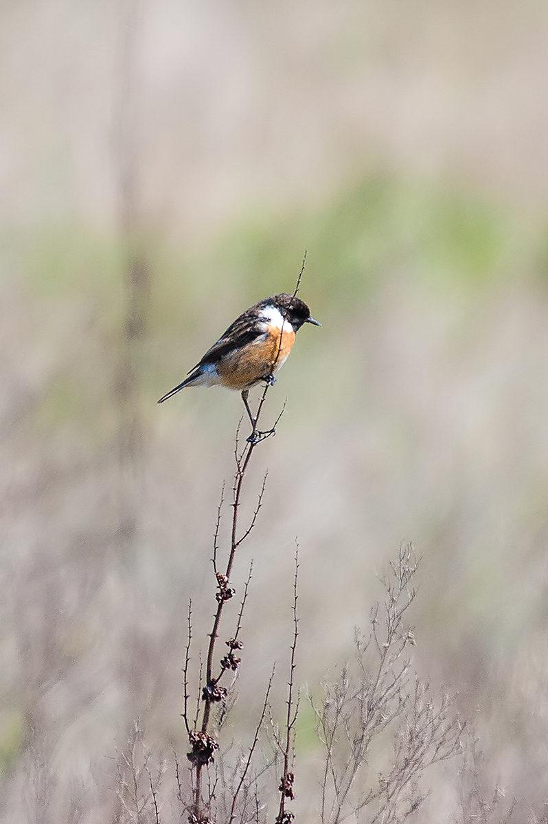 Stonechat