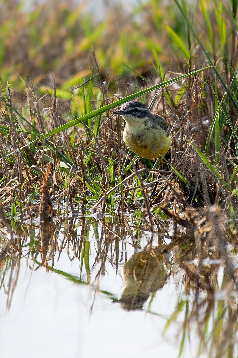 Yellow Wagtail