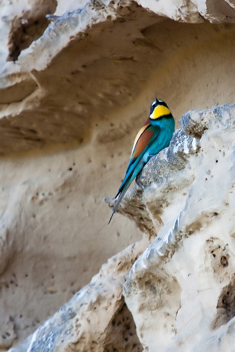 Bee-eater