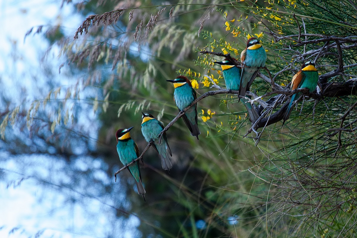 Bee-eaters in a row