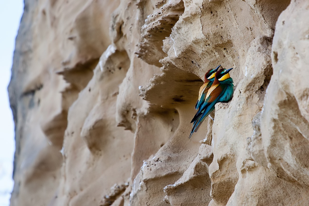 Pair of bee-eaters