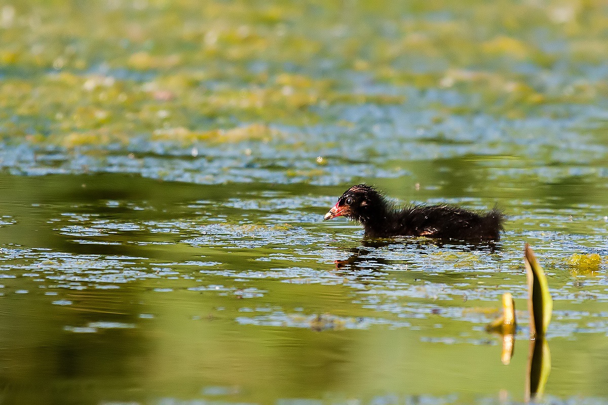 Moorhen pullo