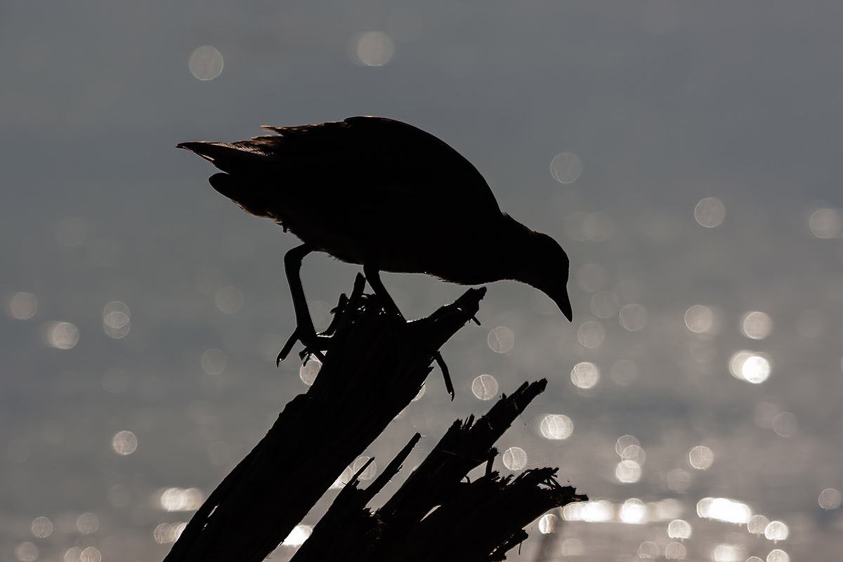Moorhen climber