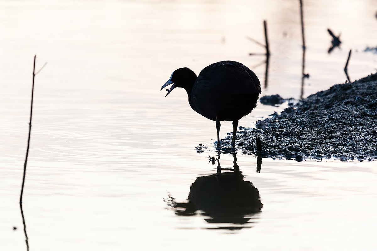 Coot backlight