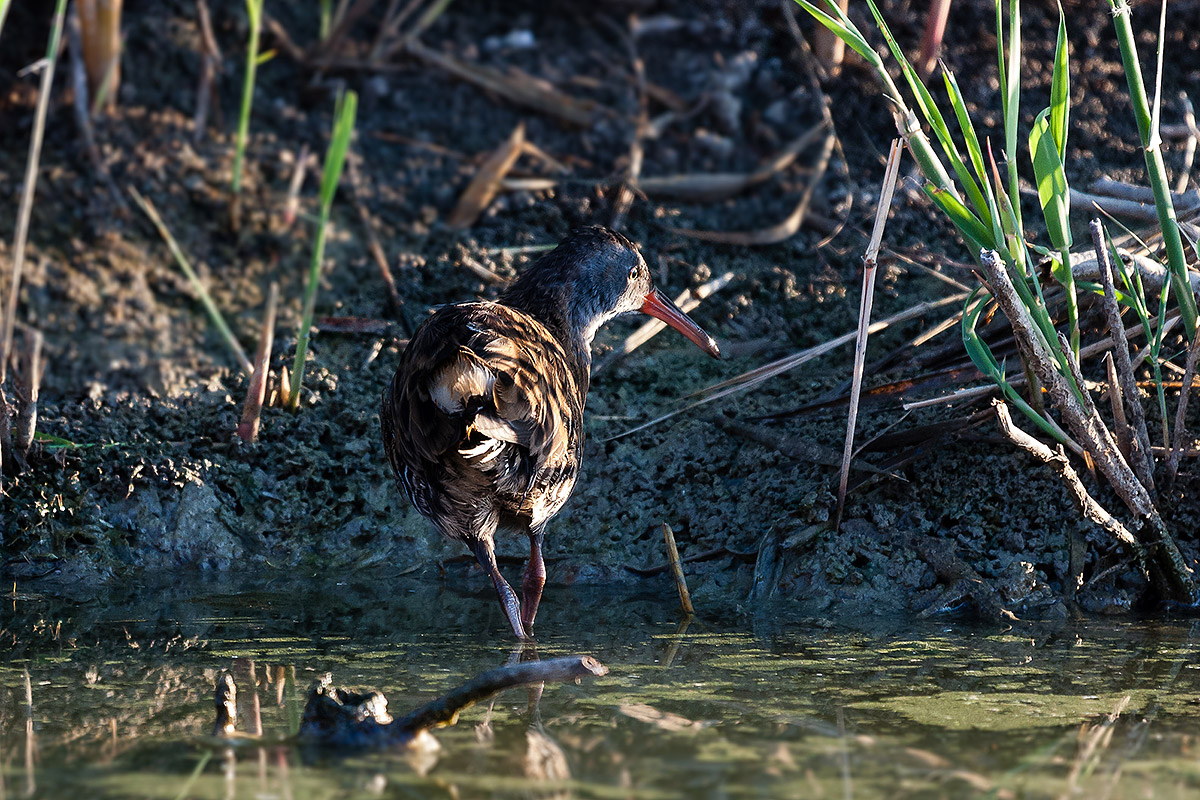 Water Rail