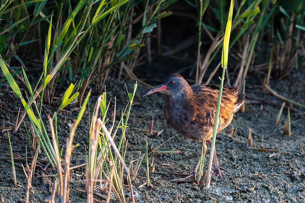 Water Rail