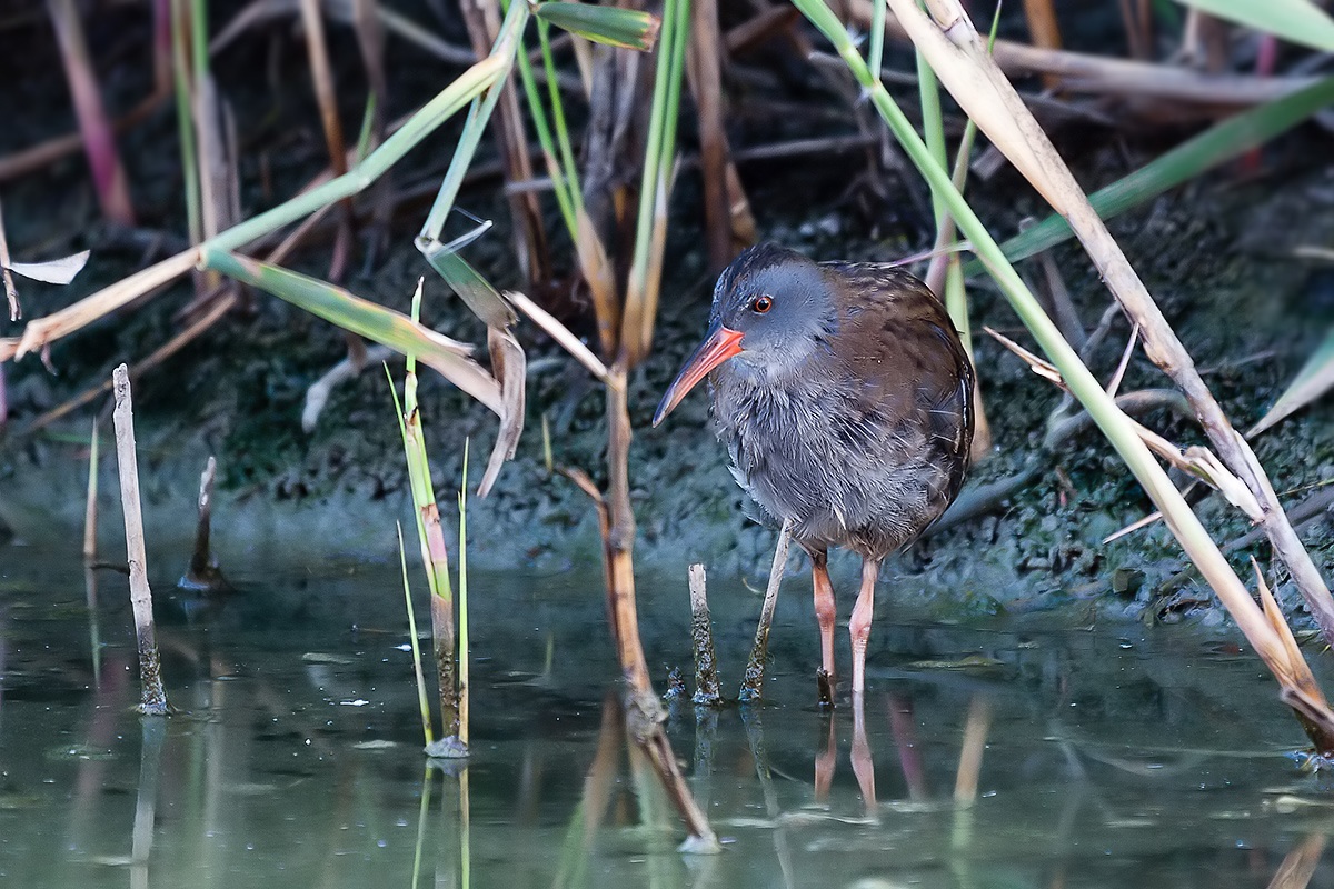 Water Rail