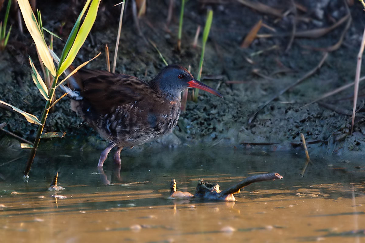 Water Rail