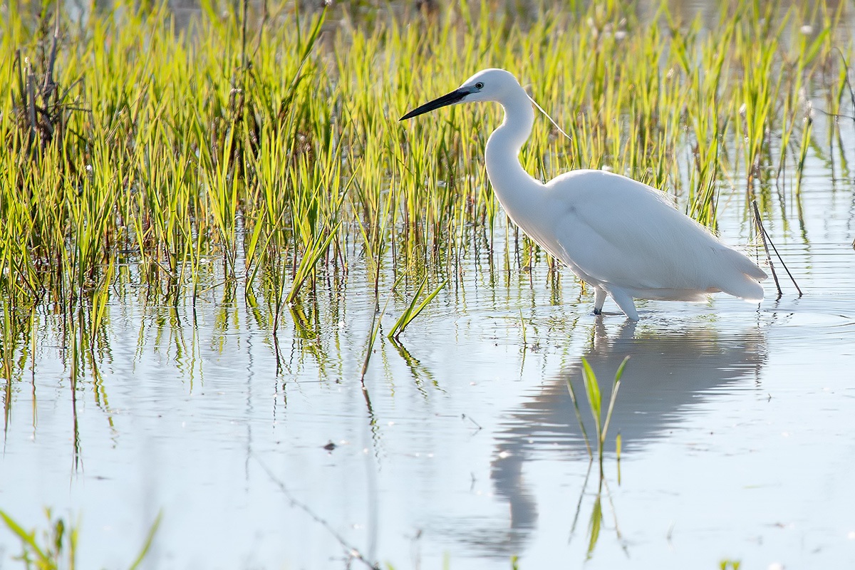 Egret