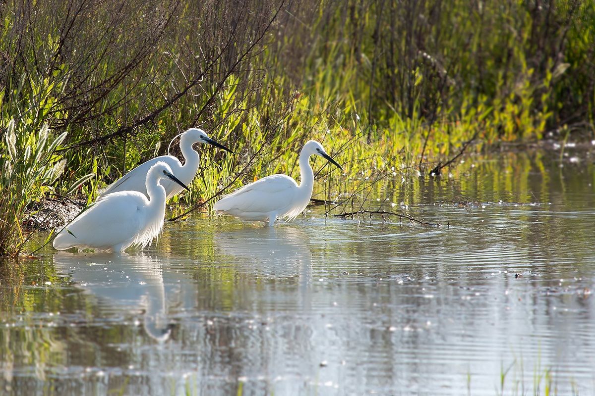 Egrets in relaxation
